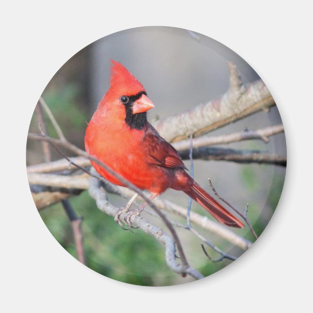 Northern Cardinal Woods Magnet (Front)