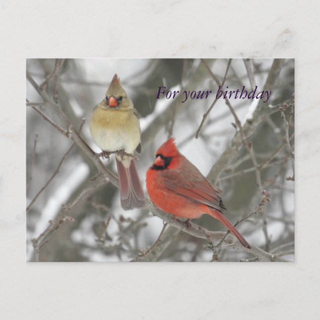 Northern Cardinals Birthday Greetings Postcard (Front)