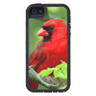 Northern cardinals