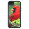 Northern cardinals