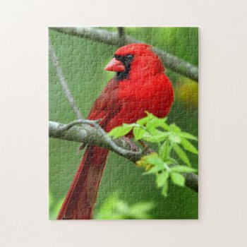 Northern Cardinals Jigsaw Puzzle by BirdsGallery at Zazzle