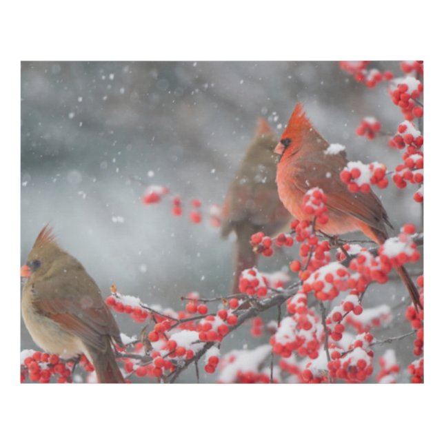 Northern Cardinals | Marion, Illinois Faux Canvas Print (Front)