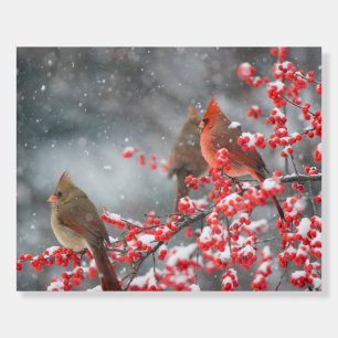 Northern Cardinals Marion, Illinois Foam Board