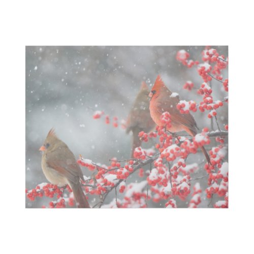 Northern Cardinals  Marion Illinois Gallery Wrap