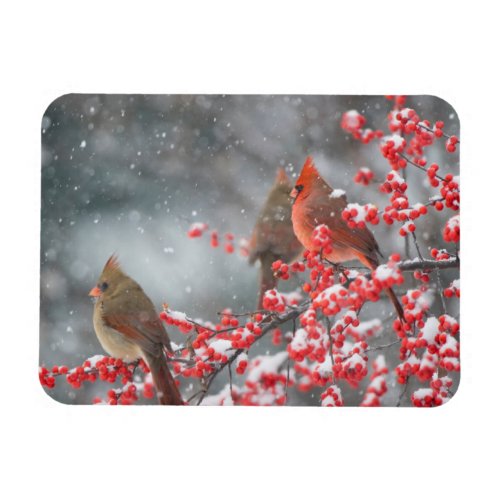 Northern Cardinals  Marion Illinois Magnet