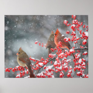 Northern Cardinals   Marion, Illinois Poster