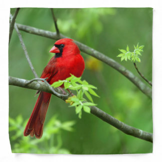 Northern cardinals on the tree bandana