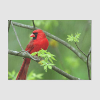 Northern cardinals on the tree tissue paper
