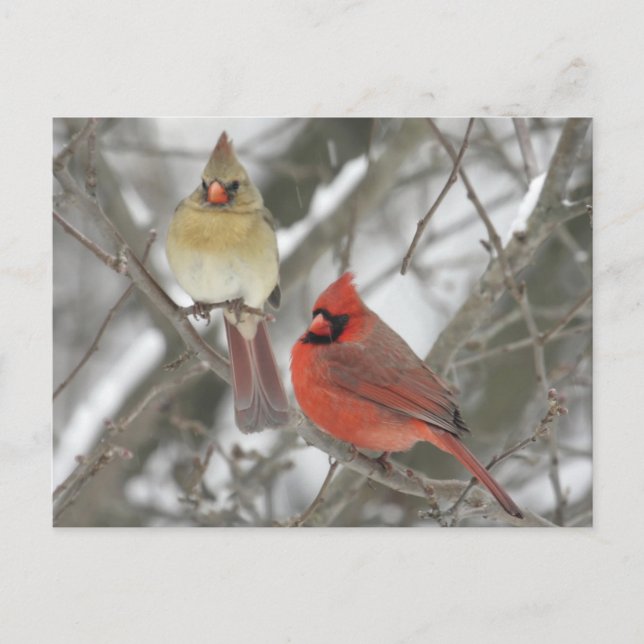 Northern Cardinals Postcard (Front)