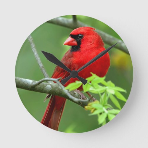 Northern cardinals round clock