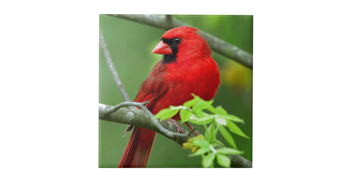 Northern cardinals tile | Zazzle