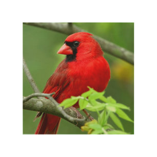 Northern cardinals wood wall decor