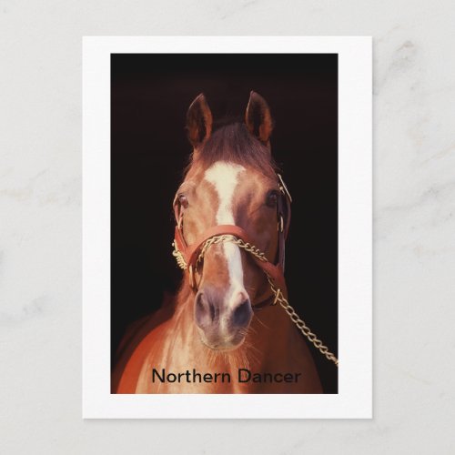 Northern DancerWorlds Greatest Stallion Postcard