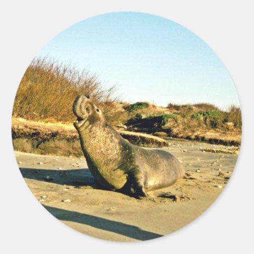 Northern Elephant Seal Adult Male Classic Round Sticker
