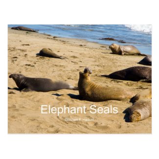Northern Elephant Seal California Products Postcard