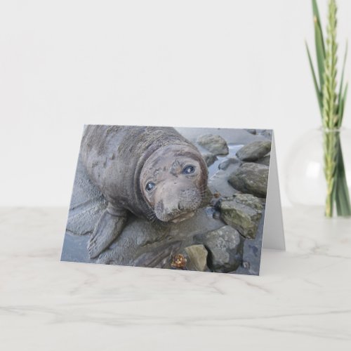 Northern Elephant Seal card