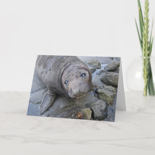 Northern Elephant Seal card (Front)