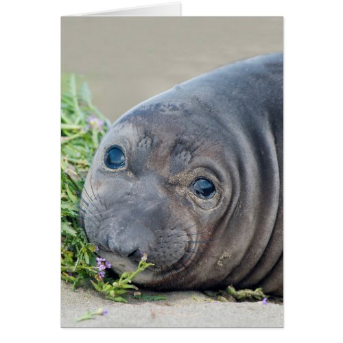 Northern Elephant Seal Pup at Piedras Blancas