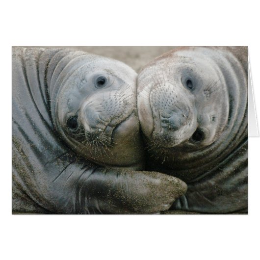 Northern Elephant Seal Pups Cards (Front Horizontal)