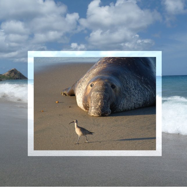 Northern Elephant Seal Watches Bird Monterey Bay Postcard (Creator Uploaded)