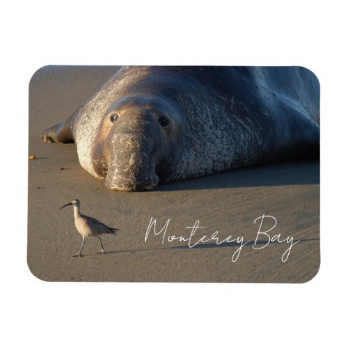 Northern Elephant Seal Watching Bird Monterey Bay Magnet