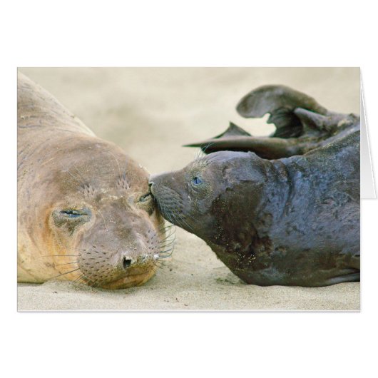 Northern Elephant Seal with Pup Cards (Front Horizontal)