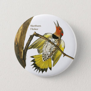Northern Flicker, Audubon, Birdwatcher Accessory, Button