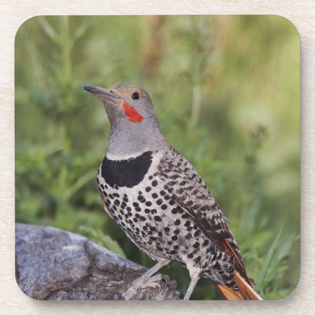 Northern Flicker, Colaptes auratus, Red-shafted Coaster (Front)