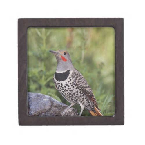 Northern Flicker Colaptes auratus Red_shafted Jewelry Box