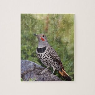 Northern Flicker, Colaptes auratus, Red-shafted Jigsaw Puzzle