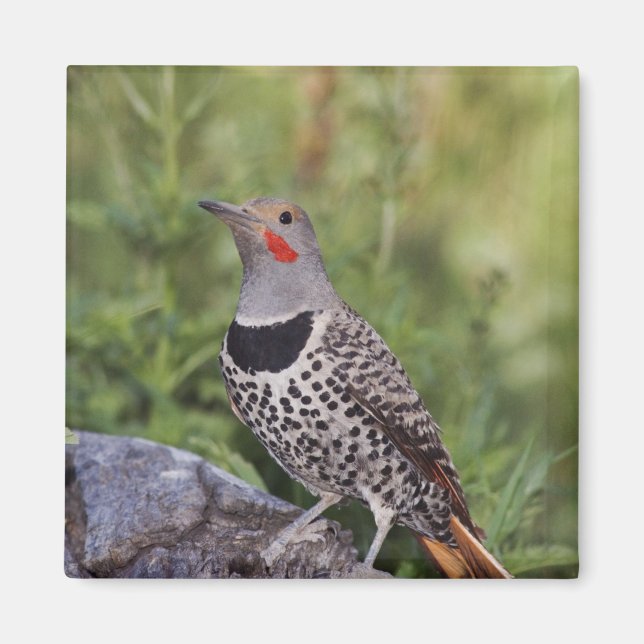 Northern Flicker, Colaptes auratus, Red-shafted Magnet (Front)