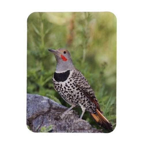 Northern Flicker Colaptes auratus Red_shafted Magnet
