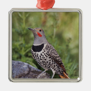 Northern Flicker, Colaptes auratus, Red-shafted Metal Ornament