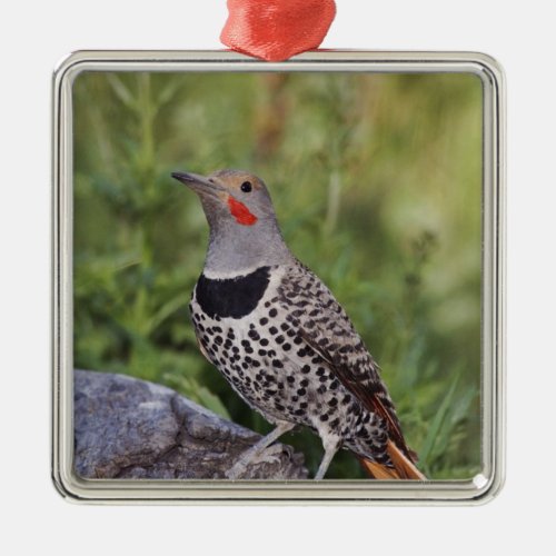 Northern Flicker Colaptes auratus Red_shafted Metal Ornament