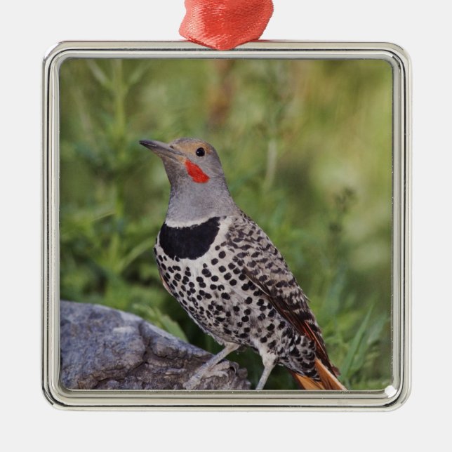 Northern Flicker, Colaptes auratus, Red-shafted Metal Ornament (Front)