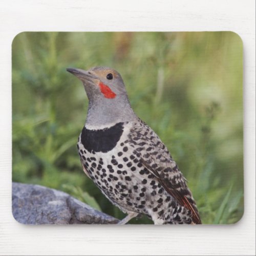 Northern Flicker Colaptes auratus Red_shafted Mouse Pad