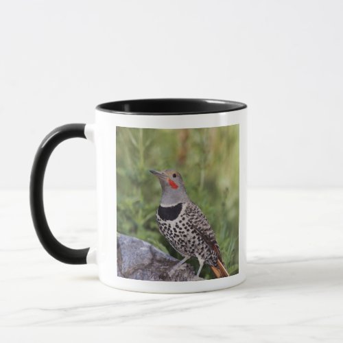 Northern Flicker Colaptes auratus Red_shafted Mug