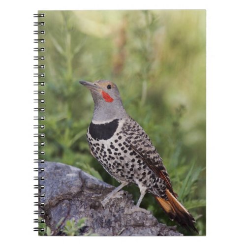 Northern Flicker Colaptes auratus Red_shafted Notebook