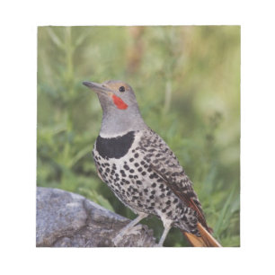Northern Flicker, Colaptes auratus, Red-shafted Notepad