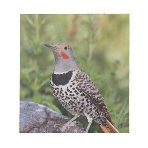 Northern Flicker Colaptes auratus Red_shafted Notepad