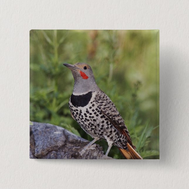 Northern Flicker, Colaptes auratus, Red-shafted Pinback Button (Front)