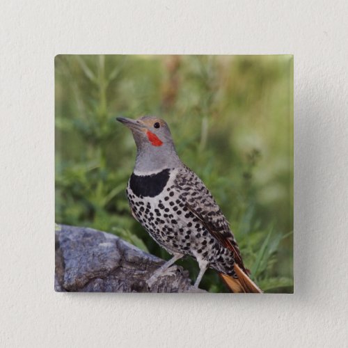 Northern Flicker Colaptes auratus Red_shafted Pinback Button