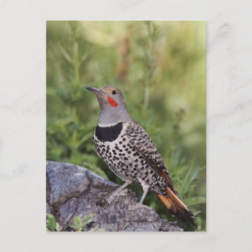 Northern Flicker Colaptes auratus Red_shafted Postcard