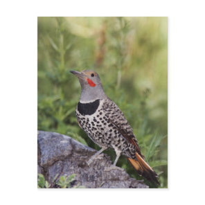 Northern Flicker, Colaptes auratus, Red-shafted Postcard
