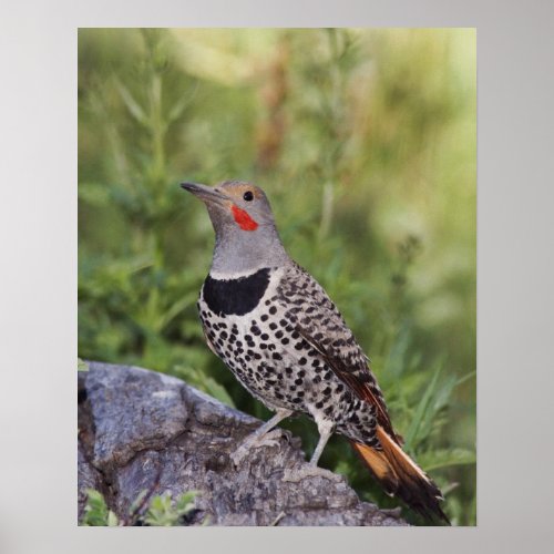 Northern Flicker Colaptes auratus Red_shafted Poster