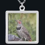 Northern Flicker, Colaptes auratus, Red-shafted Silver Plated Necklace<br><div class="desc">COPYRIGHT Rolf Nussbaumer / DanitaDelimont.com | US06 RNU0053.jpg | Northern Flicker,  Colaptes auratus,  Red-shafted form,  male perched,  Rocky Mountain National Park,  Colorado,  USA</div>