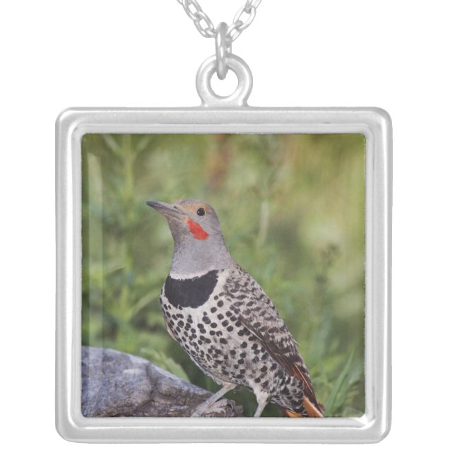 Northern Flicker, Colaptes auratus, Red-shafted Silver Plated Necklace (Front)