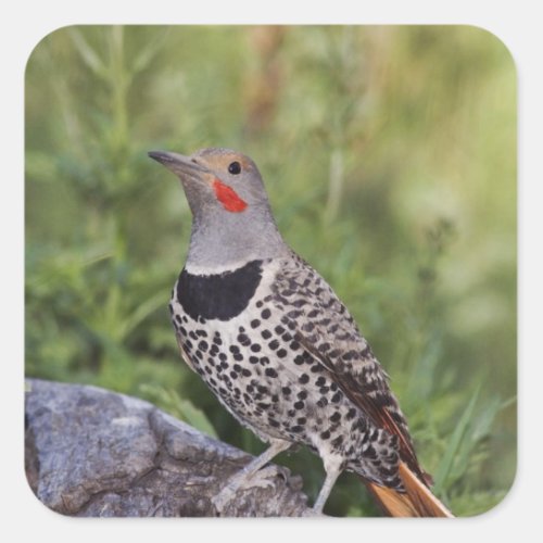Northern Flicker Colaptes auratus Red_shafted Square Sticker