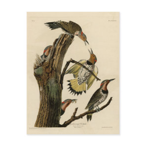 Northern Flicker from Audubon's Birds of America  Postcard