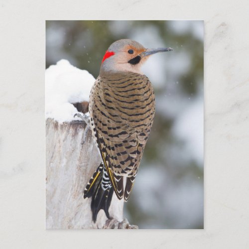 Northern Flicker male in winter Postcard